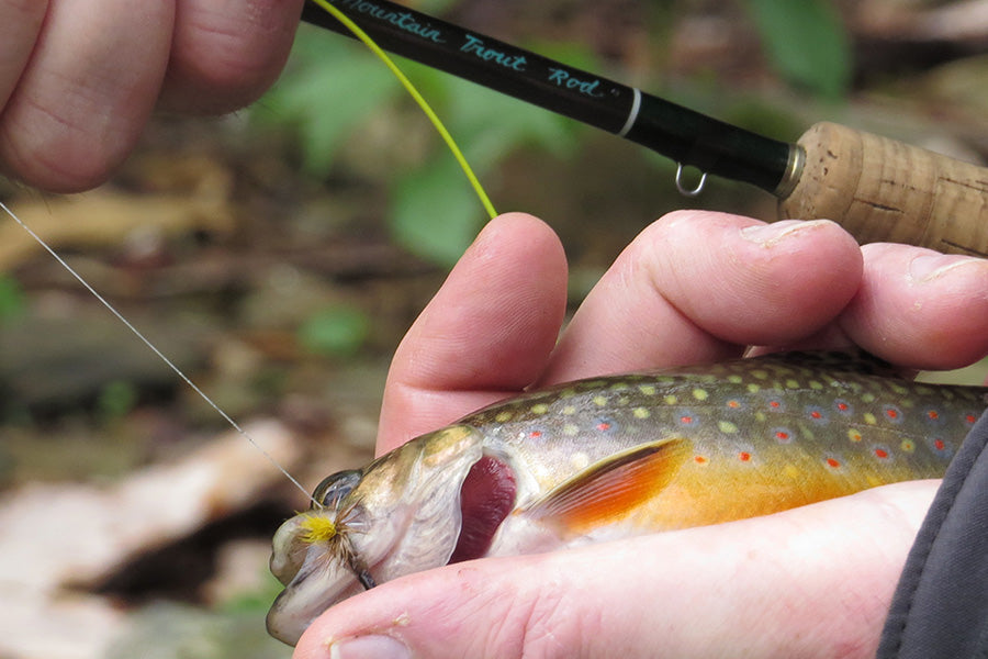 Trout Streams Fly Fishing Report - April 1, 2026