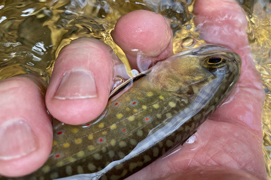 Trout Streams Fly Fishing Report - April 8, 2026