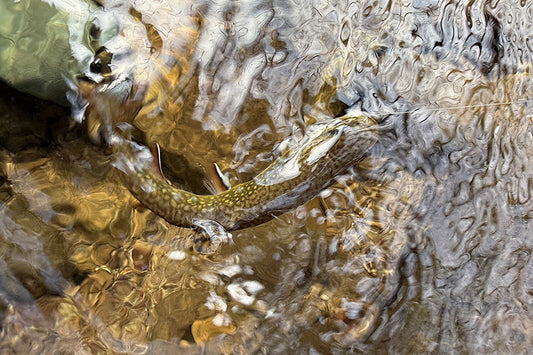 Trout Streams Fly Fishing Report - May 5, 2026