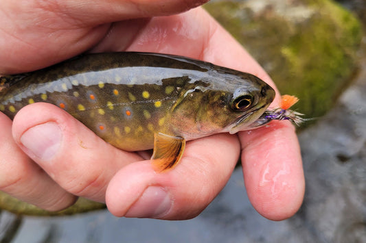 Trout Streams Fly Fishing Report May 30, 2026
