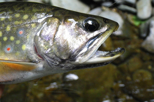 Trout Streams Fly Fishing Report - June 3, 2026
