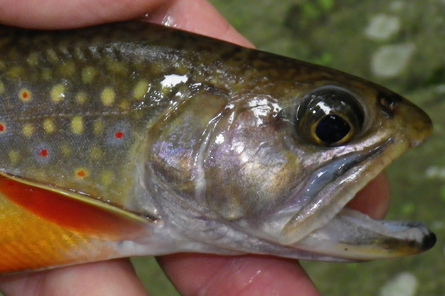 Mountain Trout Streams Fly Fishing Report - June 17, 2026