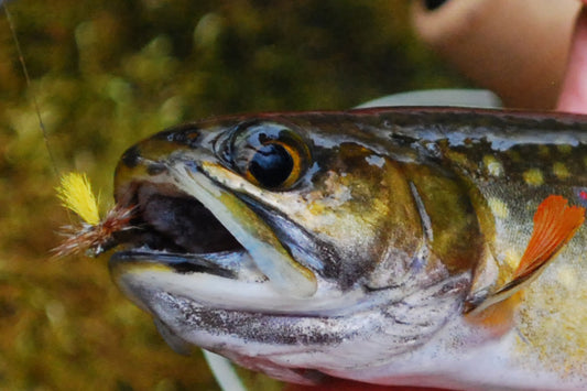 Trout Streams Fly Fishing Report - Update July 11, 2025