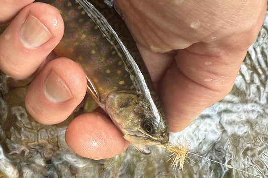 Trout Streams Fly Fishing Report - August 6, 2025