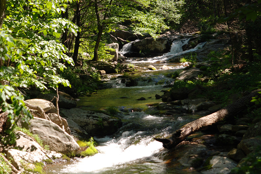 Mountain Trout Streams Fly Fishing Report - August 9, 2023
