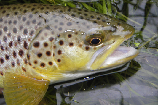 Trout Streams Fly Fishing Report - August 11, 2022