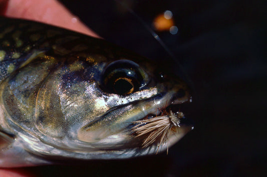 Mountain Trout Streams Fly Fishing Report - August 16, 2023