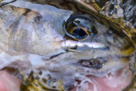 native brook trout fly fishing in the Shenandoah National Park