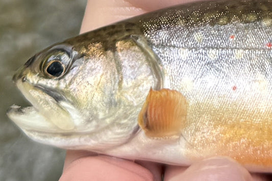 Trout Streams Fly Fishing Report - August 26, 2026