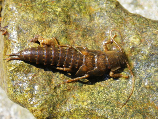 Stonefly Nymph