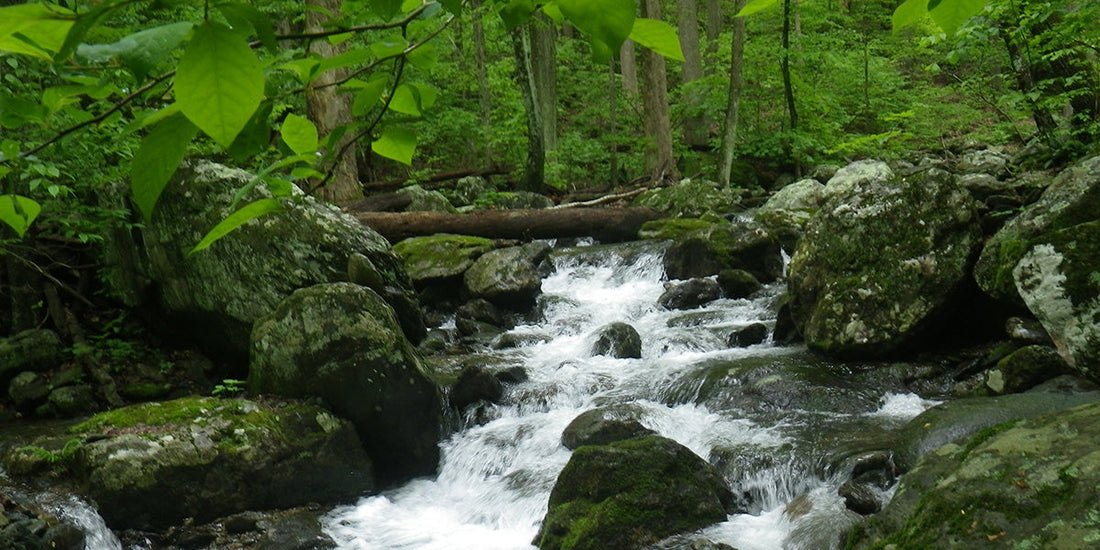 a native brook trout stream in the Shenandoah National Park for our fly fishing stream report