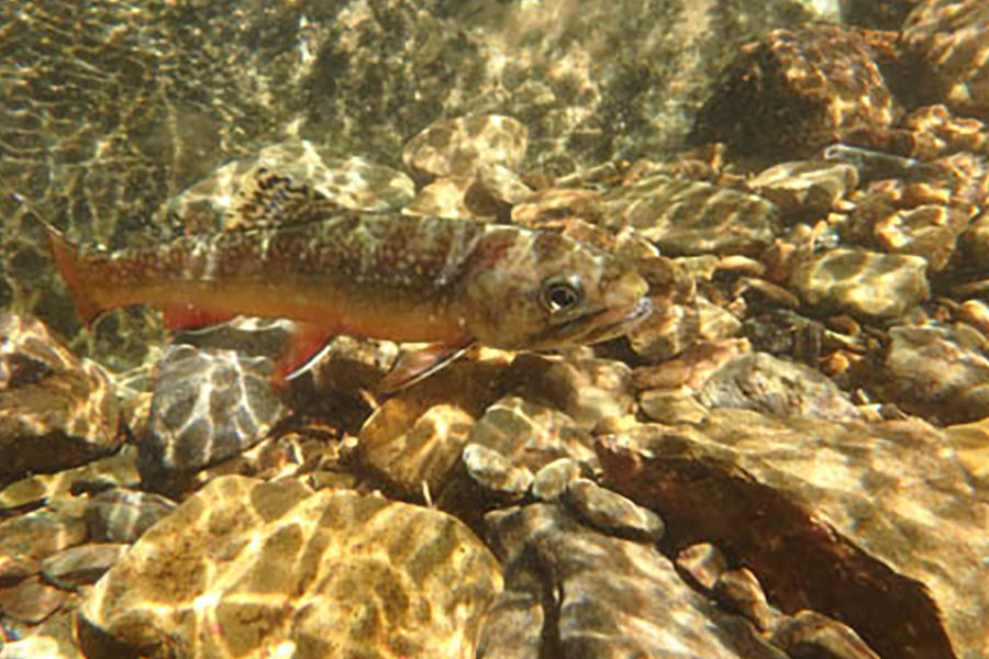 Mountain Trout Streams Fly Fishing Report - September 10, 2025