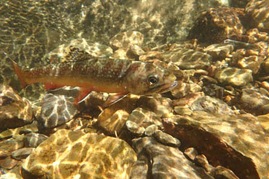 Mountain Trout Streams Fly Fishing Report - September 10, 2025