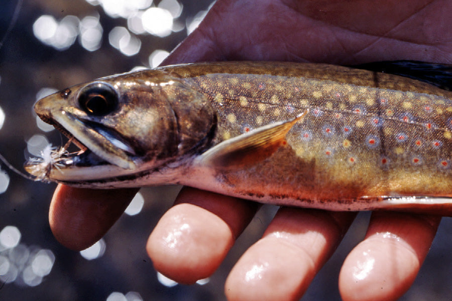 Mountain Trout Streams Fly Fishing Report - September 17, 2025