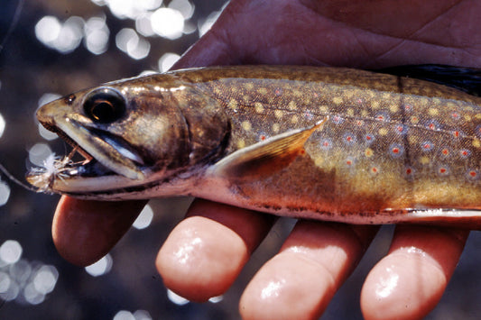 Mountain Trout Streams Fly Fishing Report - September 17, 2025
