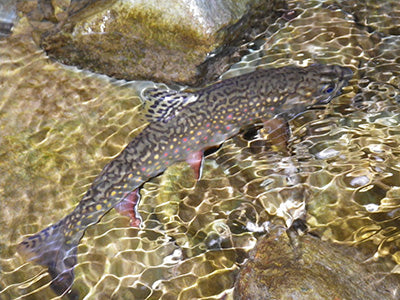 Mountain Trout Streams Fly Fishing Report - September 24, 2020