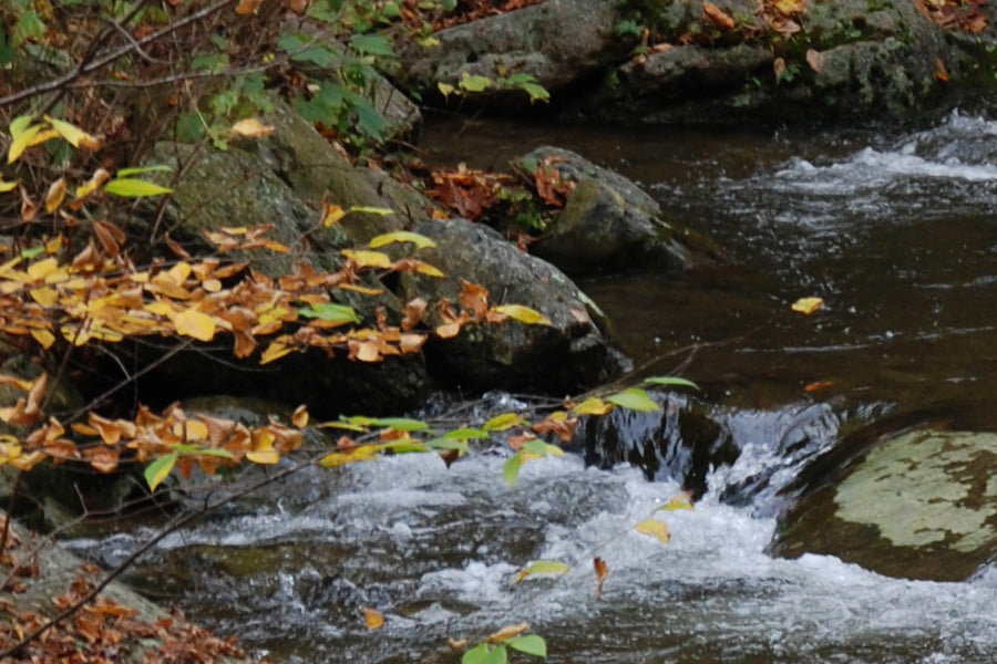 Trout Streams Fly Fishing Report - October 1, 2025