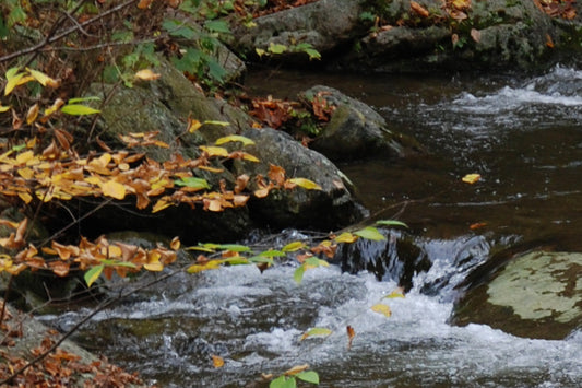 Trout Streams Fly Fishing Report - October 1, 2025