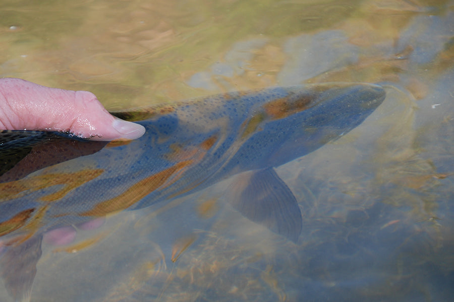 Trout Streams Fly Fishing Report - October 7, 2022