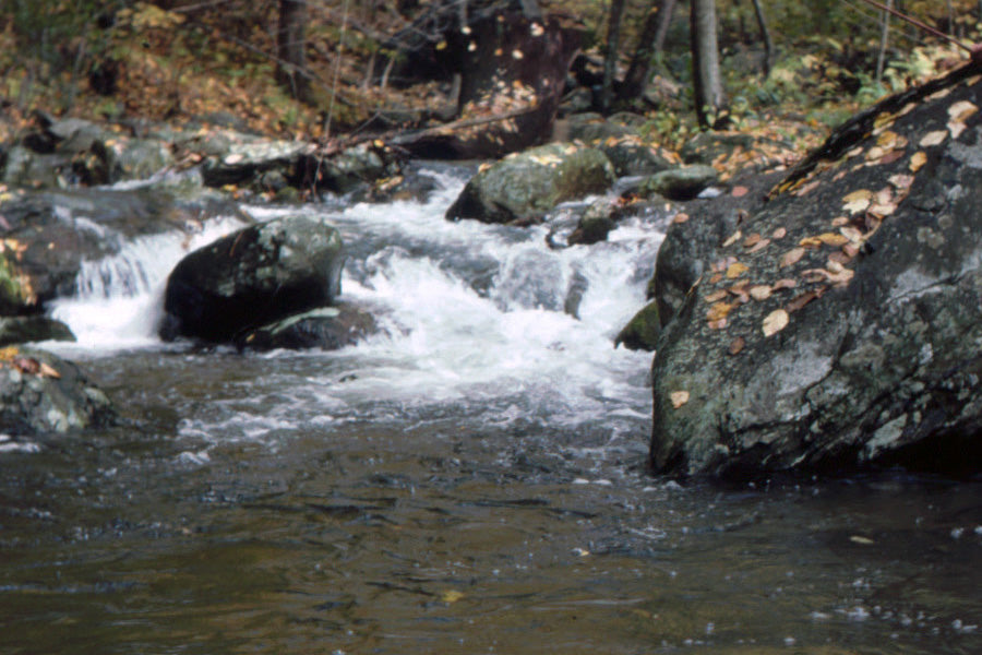 Trout Streams Fly Fishing Report - October 7, 2026