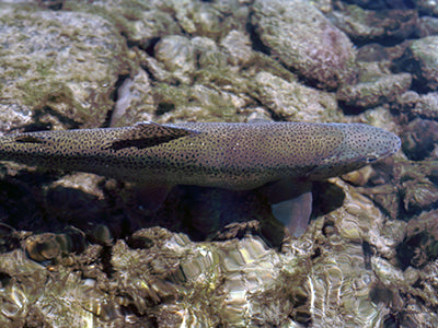 Stocked Trout Streams Fly Fishing Report - October 14, 2021
