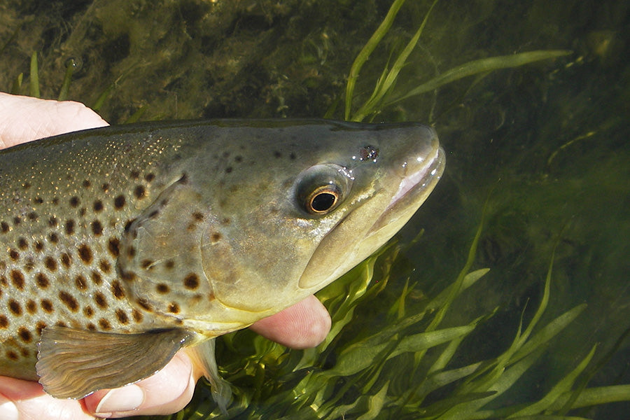 Trout Streams Fly Fishing Report - October 15, 2026