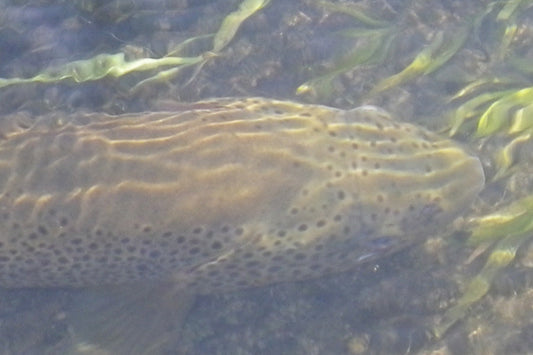 Trout Streams Fly Fishing Report --October 22, 2025