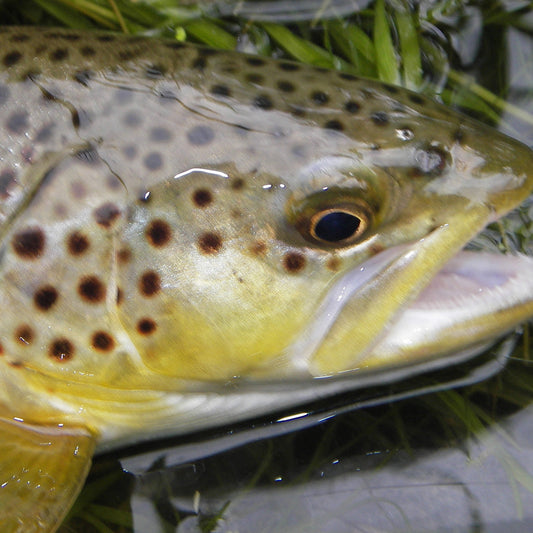 Trout Streams Fly Fishing Report - October 22, 2026