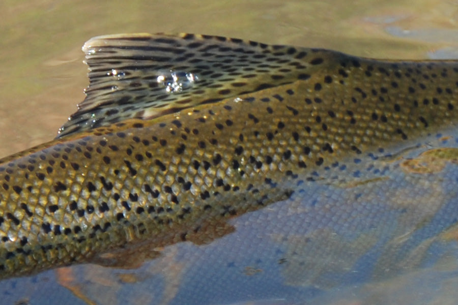 Trout Streams Fly Fishing Report - October 30, 2025