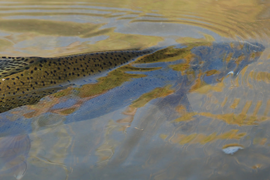 Trout Streams Fly Fishing Report - November 1, 2023