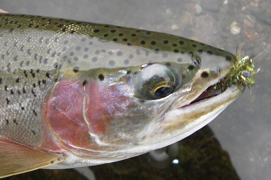 Trout Streams Fly Fishing Report - November 6, 2025