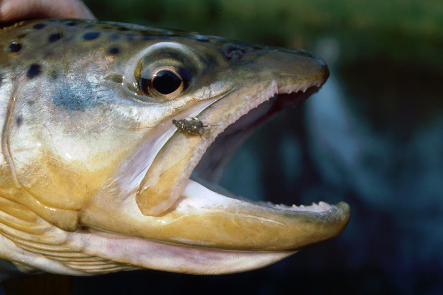 Trout Streams Fly Fishing Report - Update November 12, 2022