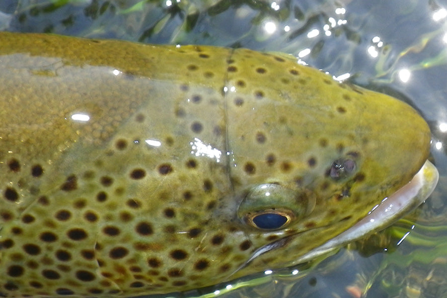 Trout Streams Fly Fishing Report - November 12, 2025