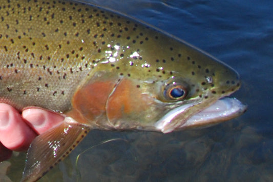 Trout Streams Fly Fishing Report - November 15, 2023