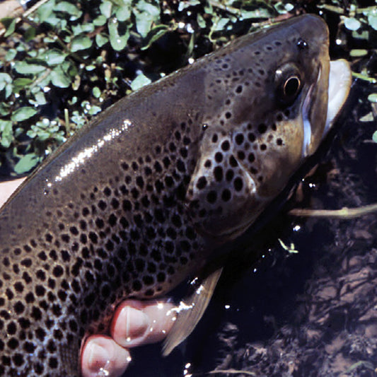 Trout Streams Fly Fishing Report - November 22, 2023