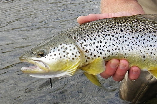 Trout Streams Fly Fishing Report - November 27, 2024