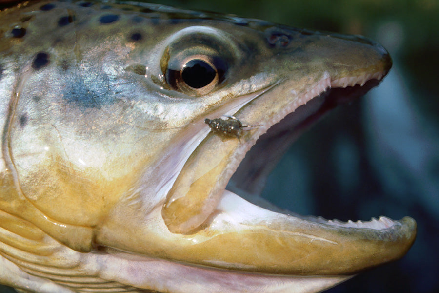 Trout Streams Fly Fishing Report - January 20, 2026