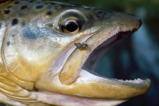 Trout Streams Fly Fishing Report - January 20, 2026