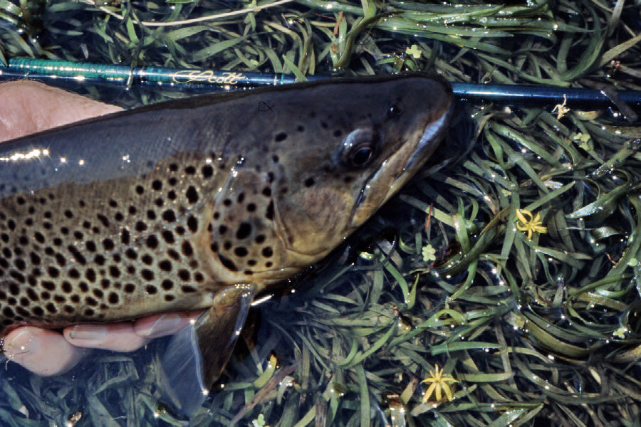 Trout Streams Fly Fishing Report - December 21, 2023