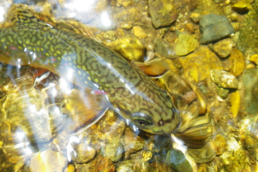Mountain Trout Streams Fly Fishing Report - July 30, 2025