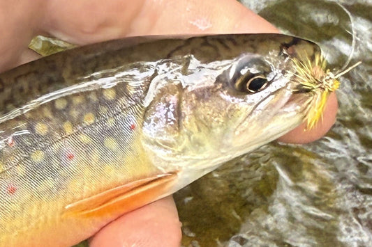 Trout Streams Fly Fishing Report - May 20, 2026