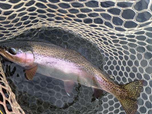 Delayed Harvest and Stocked Trout Streams Fly Fishing Report- November 6, 2017