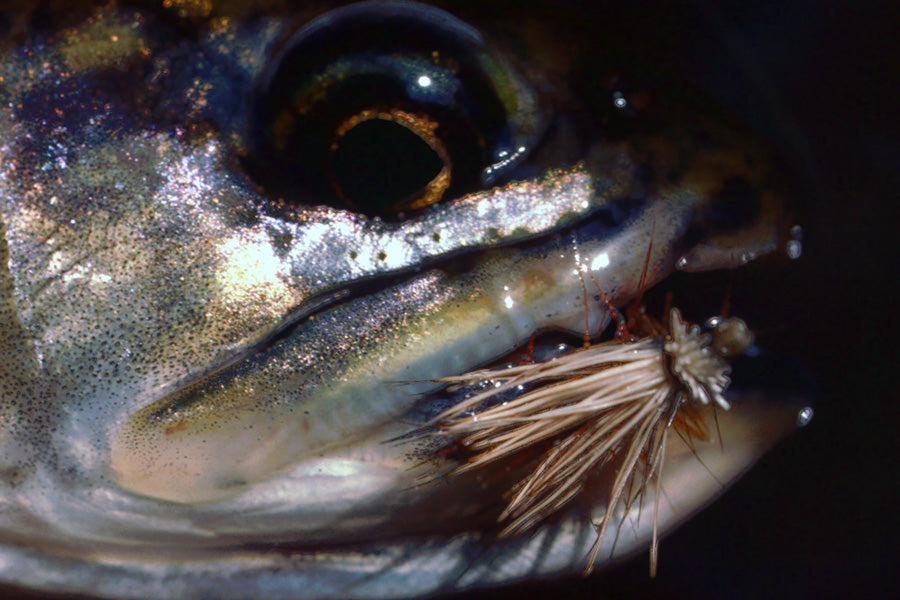 Trout Streams Fly Fishing Report - June 10, 2026