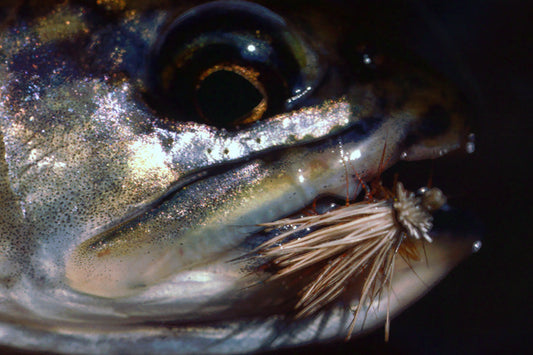 Trout Streams Fly Fishing Report - June 10, 2026