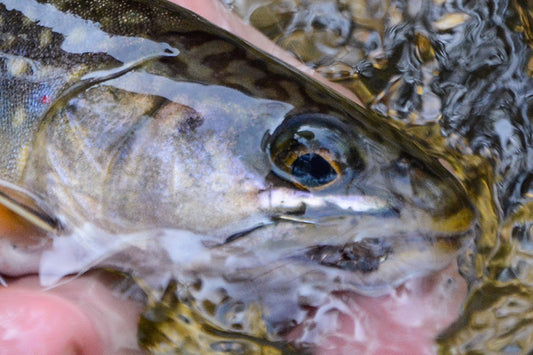 Mountain Trout Streams Fly Fishing Report - June 24, 2026