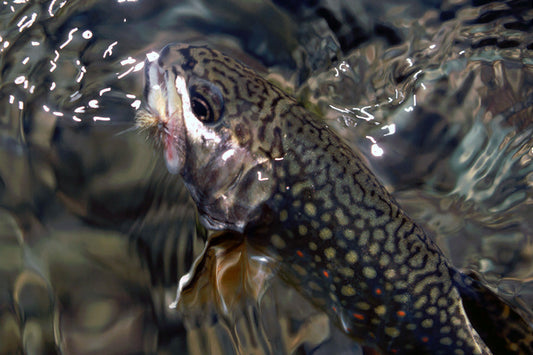 Trout Streams Fly Fishing Report - July 1, 2026