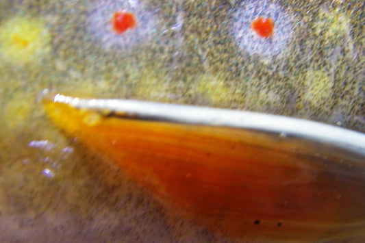 Trout Streams Fly Fishing Report - July 8, 2026