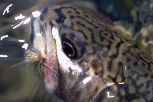 Trout Streams Fly Fishing Report July 15, 2026