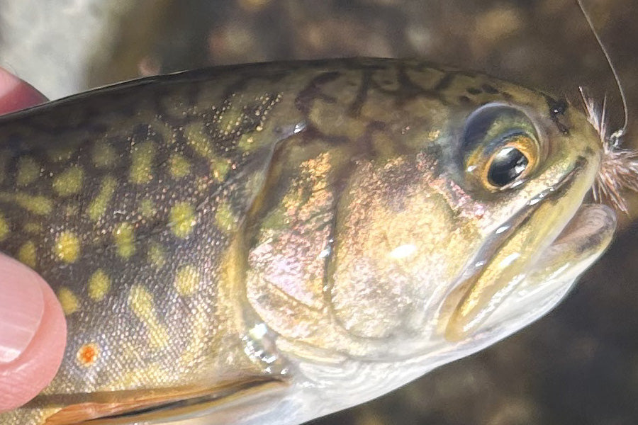 Trout Streams Fly Fishing Report - July 22, 2026