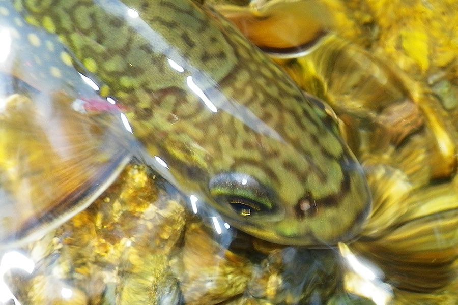 native brook trout in the Shenandoah National Park featured in our fly fishing stream report